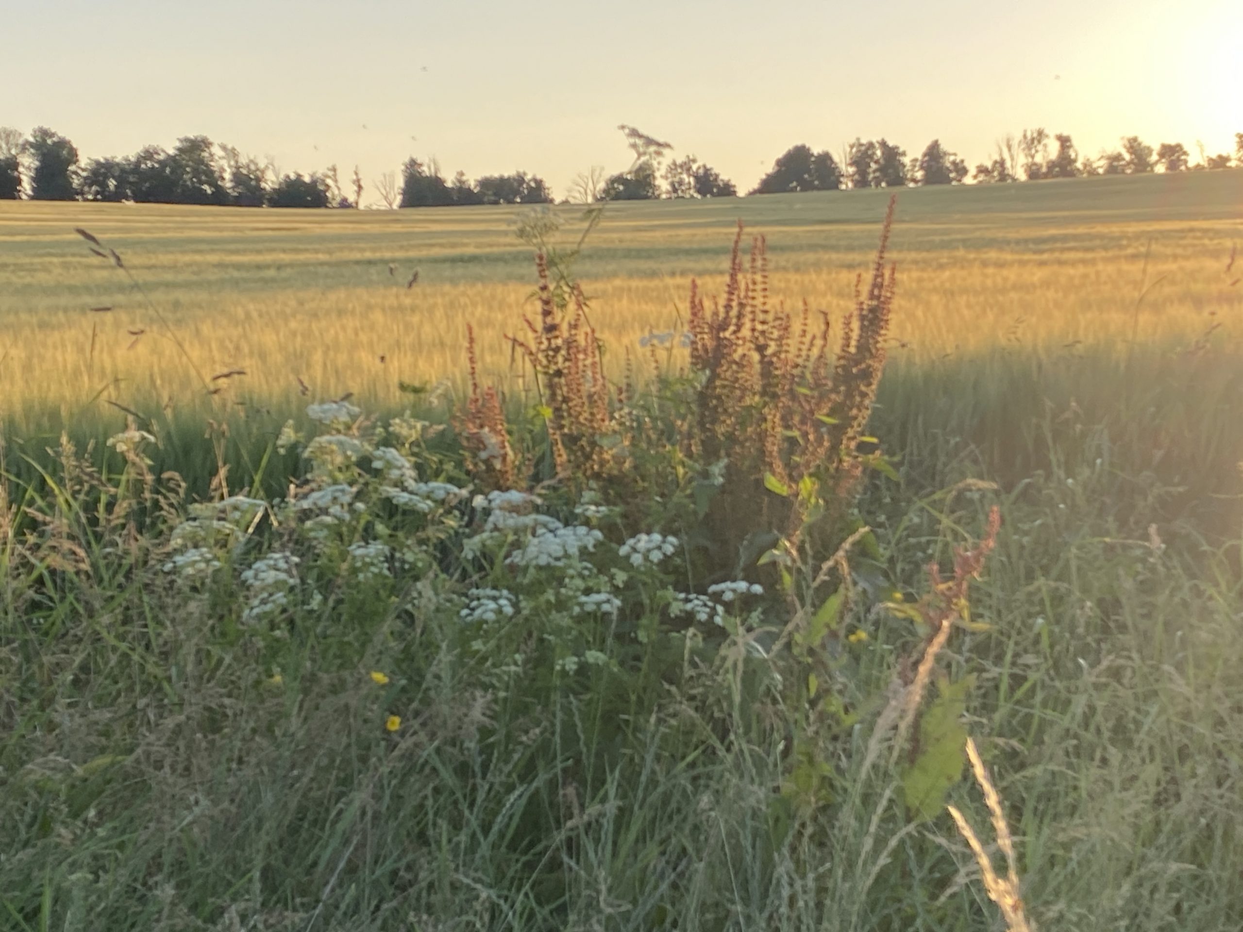 (Landleben)
